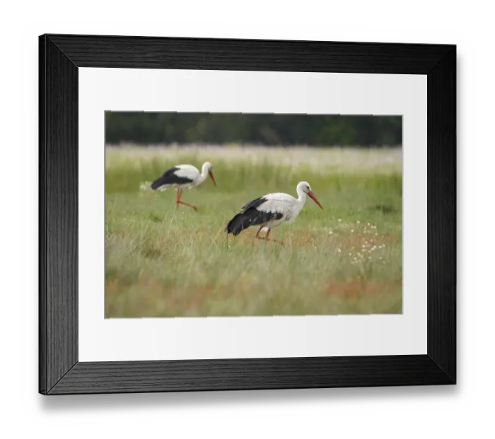 Framed Print : White Stork (Ciconia ciconia), walking on grassland