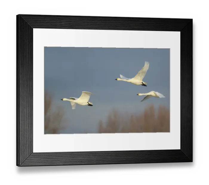 Framed Print : Tundra Swan (Cygnus columbianus bewickii) group flying Framed Print : Tundra Swan (Cygnus columbianus bewickii) group flying
