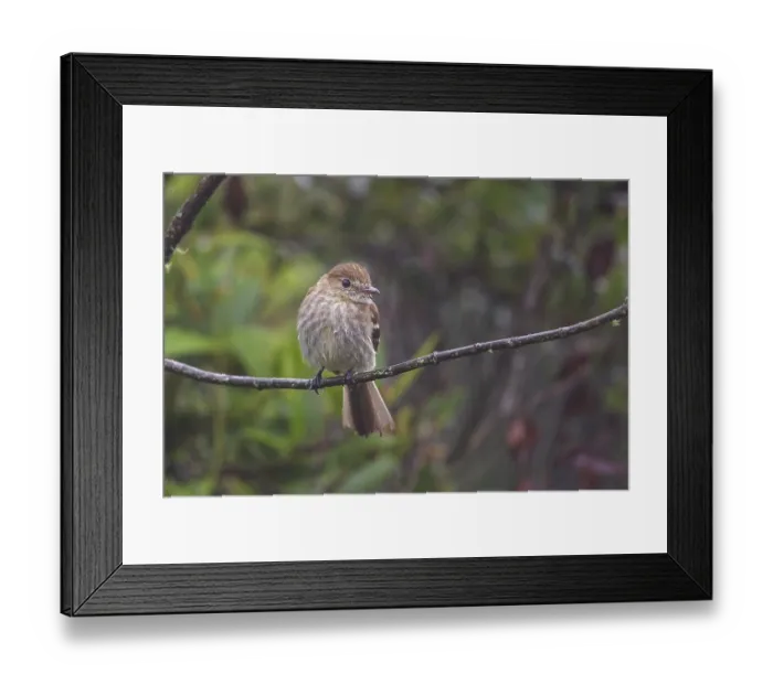 Framed Print : Bran-colored Flycatcher (Myiophobus fasciatus) perched on a branch in the Atlantic rainforest of southeast Brazil