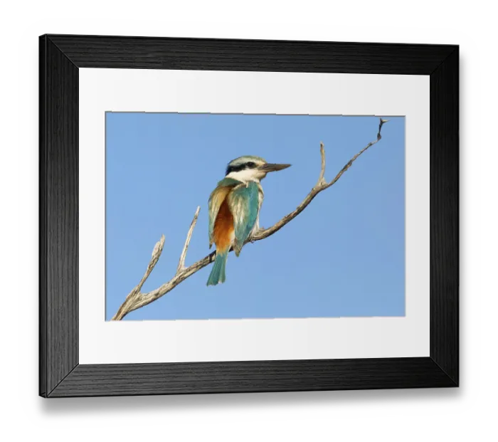 Framed Print : Red-backed Kingfisher (Todiramphus pyrrhopygius)