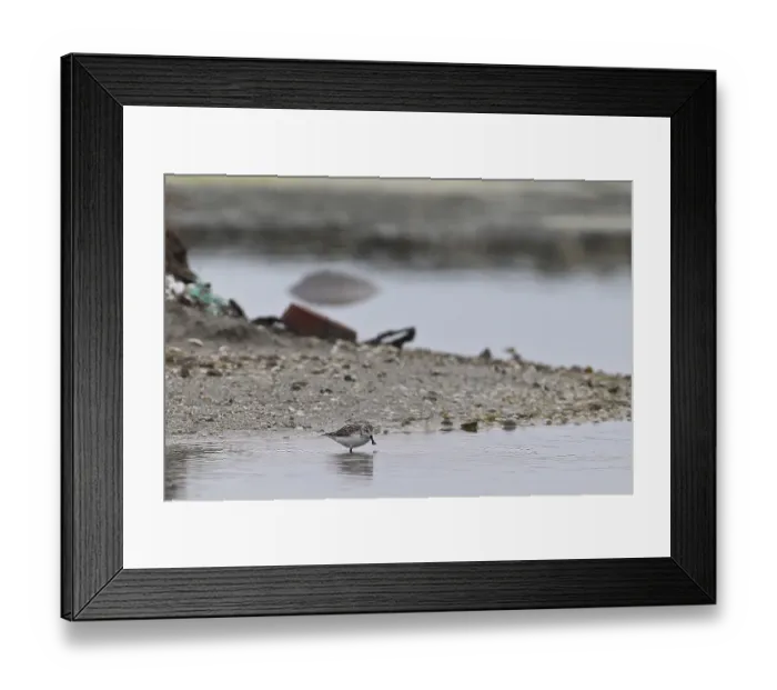 Framed Print : Spoon-billed Sandpiper (Calidris pygmea) Framed Print : Spoon-billed Sandpiper (Calidris pygmea)