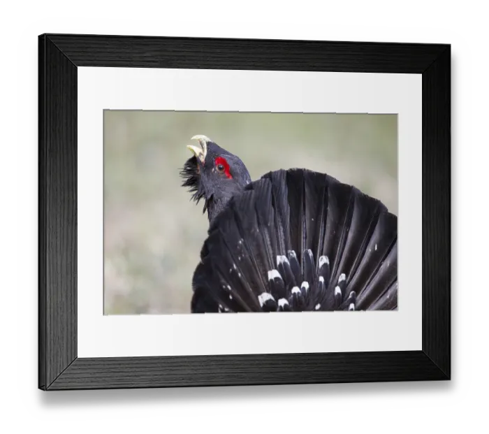Framed Print : Western Capercaillie (Tetrao urogallus) male calling Framed Print : Western Capercaillie (Tetrao urogallus) male calling