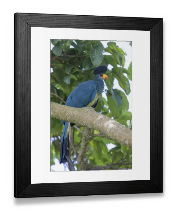 Framed Print : Great Blue Turaco (Corythaeola cristata) Framed Print : Great Blue Turaco (Corythaeola cristata)