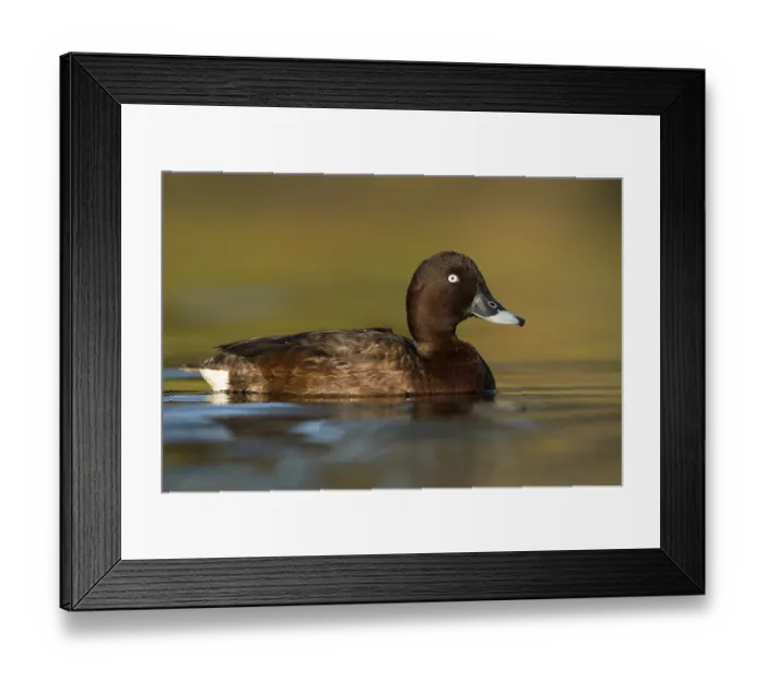 Framed Print : Hardhead (Aythya australis) male Framed Print : Hardhead (Aythya australis) male