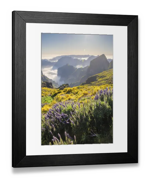 Framed Print : View from Pico do Arieiro of mountains over clouds with Pride of Madeira flowers