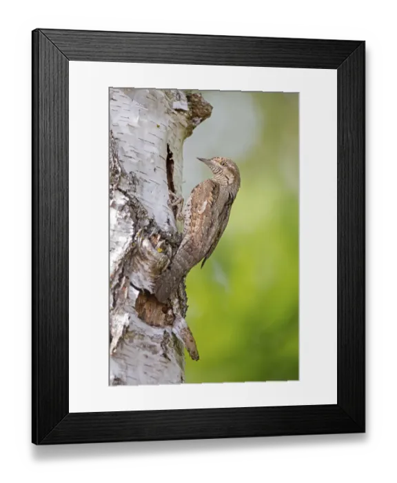 Framed Print : Eurasian Wryneck (Jynx torquilla) at breeding cavity