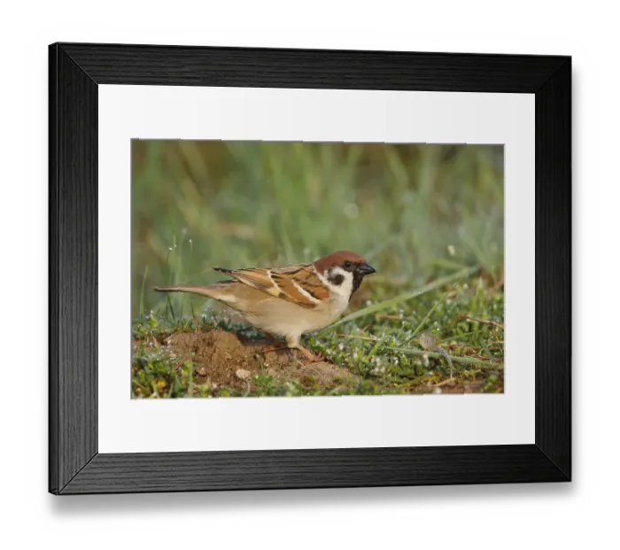 Framed Print : Eurasian Tree Sparrow (Passer montanus) Framed Print : Eurasian Tree Sparrow (Passer montanus)