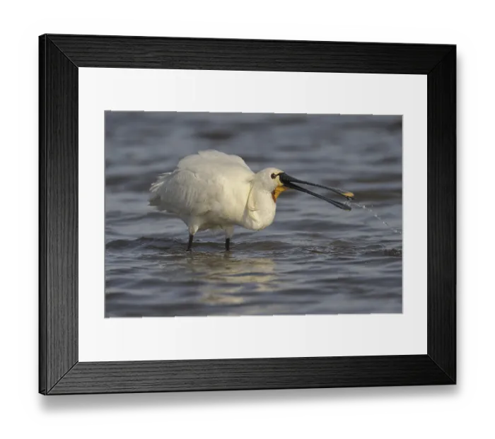 Framed Print : Eurasian Spoonbill (Platalea leucorodia)