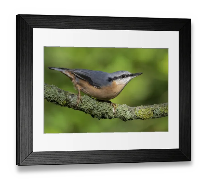 Framed Print : Eurasian Nuthatch (Sitta europaea) Framed Print : Eurasian Nuthatch (Sitta europaea)