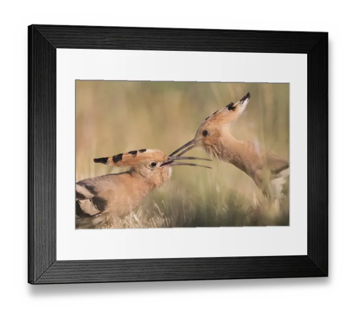 Framed Print : Eurasian Hoopoe (Upupa epops) pair passing food