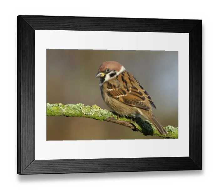 Framed Print : Eurasian Tree Sparrow (Passer montanus) perched on a branch Framed Print : Eurasian Tree Sparrow (Passer montanus) perched on a branch