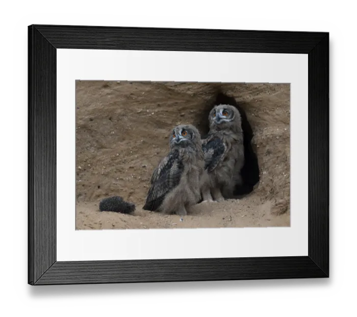 Framed Print : Eurasian Eagle-Owl (Bubo bubo) juveniles with food at breeding cavity