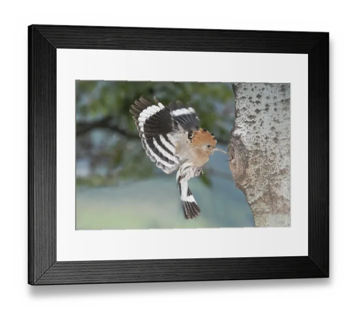 Framed Print : Eurasian Hoopoe (Upupa epops) feeding chick in nest hole