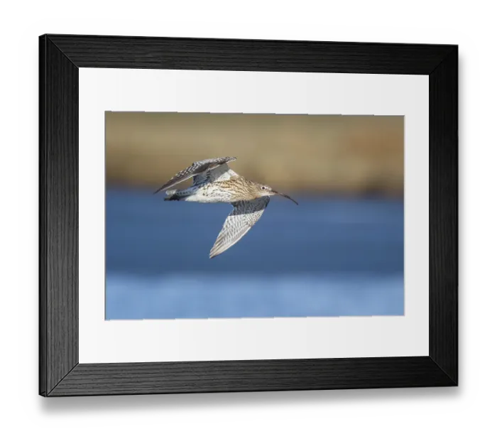 Framed Print : Eurasian Curlew (Numenius arquata) male flying