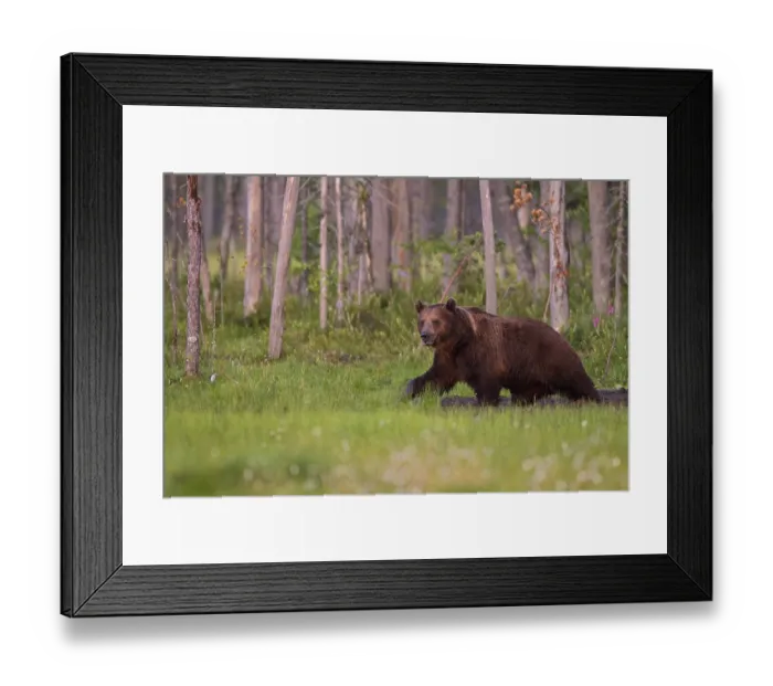 Framed Print : Eurasian Brown Bear (Ursus arctos) Framed Print : Eurasian Brown Bear (Ursus arctos)