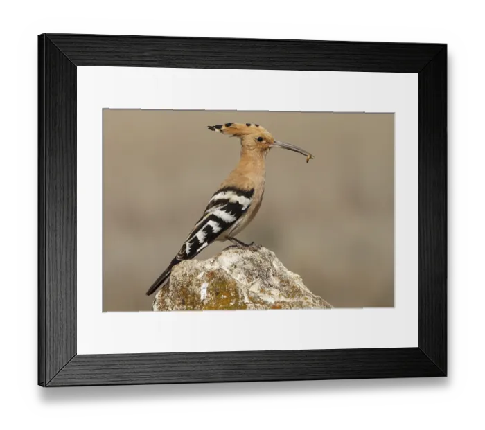 Framed Print : Eurasian Hoopoe (Upupa epops), perched with food on beak