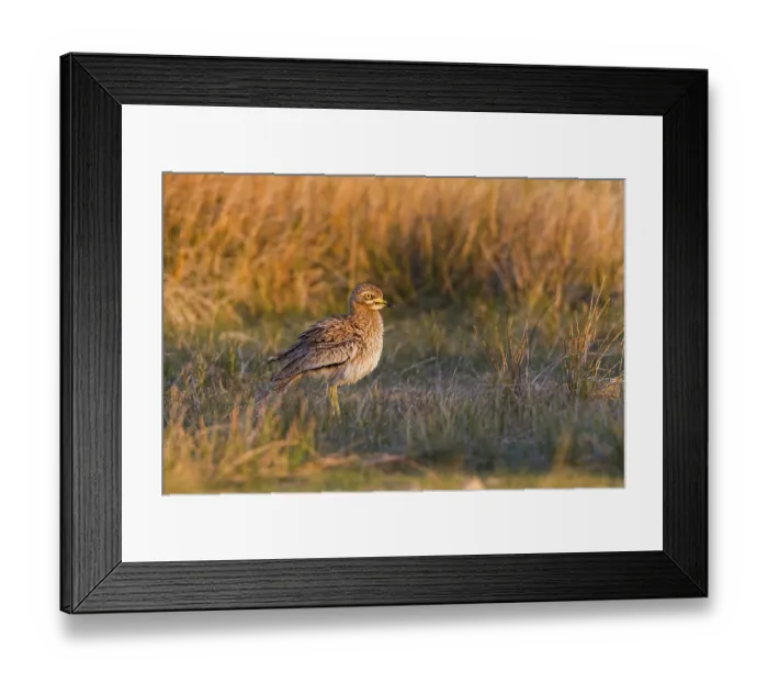 Framed Print : Eurasian Stone-curlew (Burhinus oedicnemus) in field