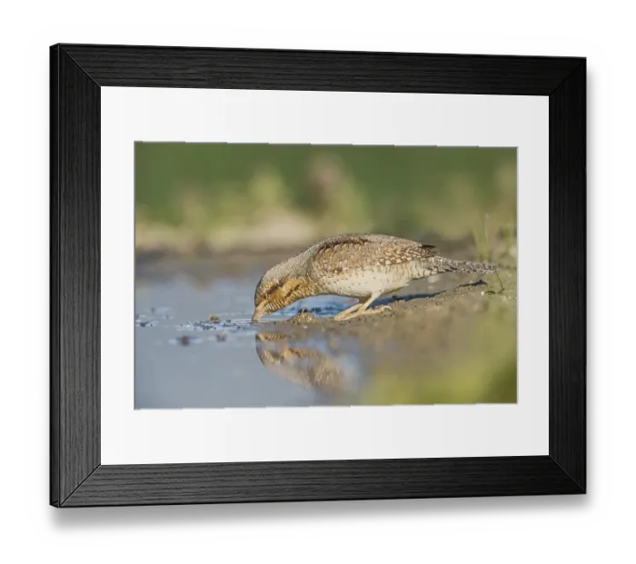 Framed Print : Eurasian Wryneck (Jynx torquilla) drinking at water hole