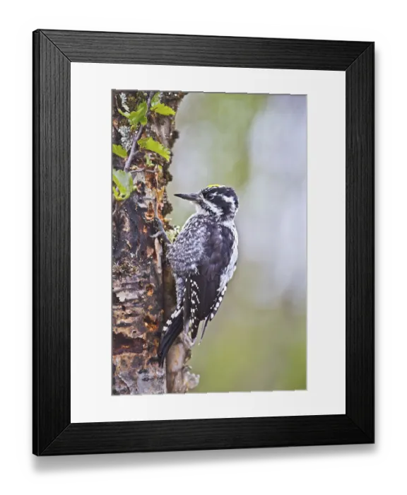 Framed Print : Eurasian Three-toed Woodpecker (Picoides tridactylus) male