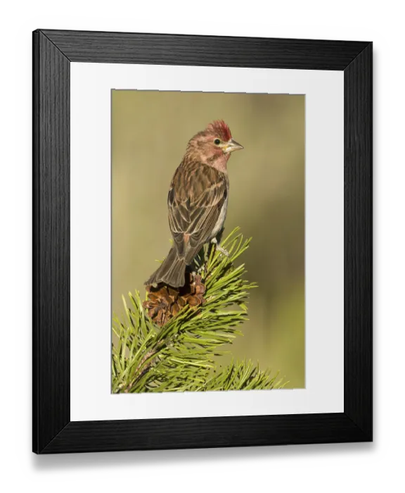 Framed Print : Cassin's Finch (Haemorhous cassinii) male