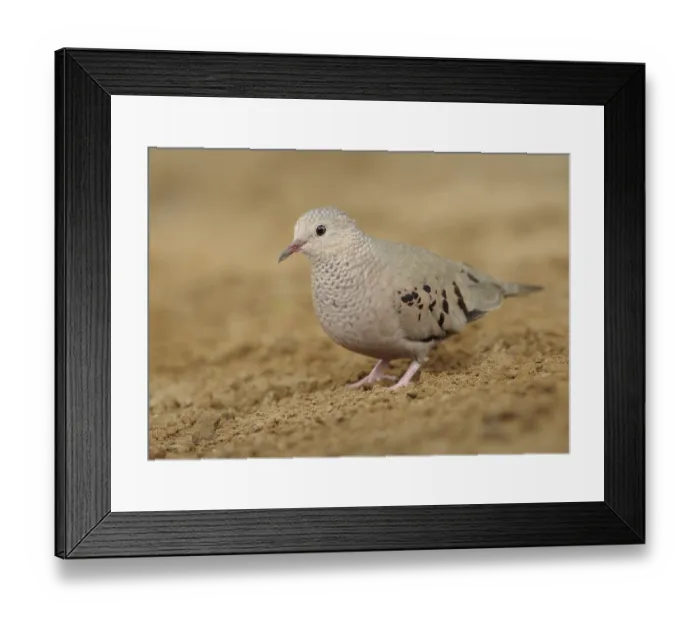 Framed Print : Common Ground Dove (Columbina passerina) Framed Print : Common Ground Dove (Columbina passerina)