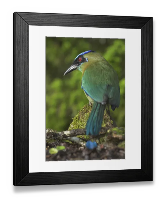 Framed Print : Amazonian Motmot (Momotus lessonii) Framed Print : Amazonian Motmot (Momotus lessonii)