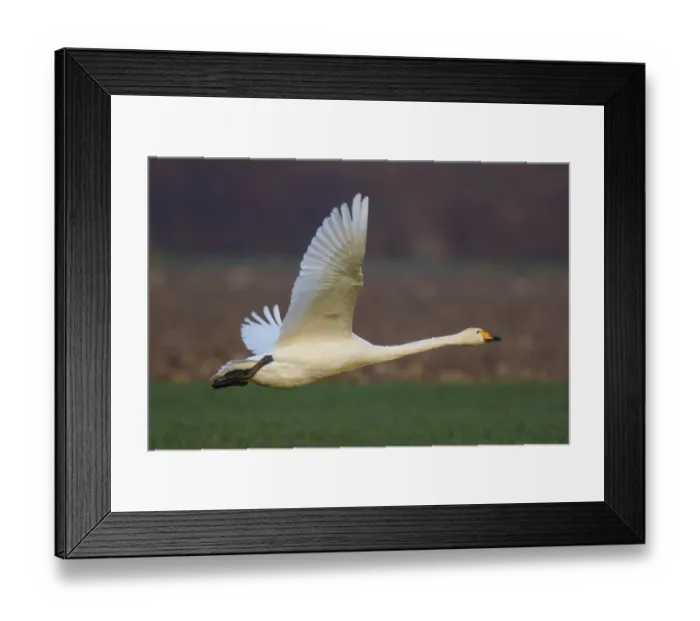 Framed Print : Whooper Swan (Cygnus cygnus) flying