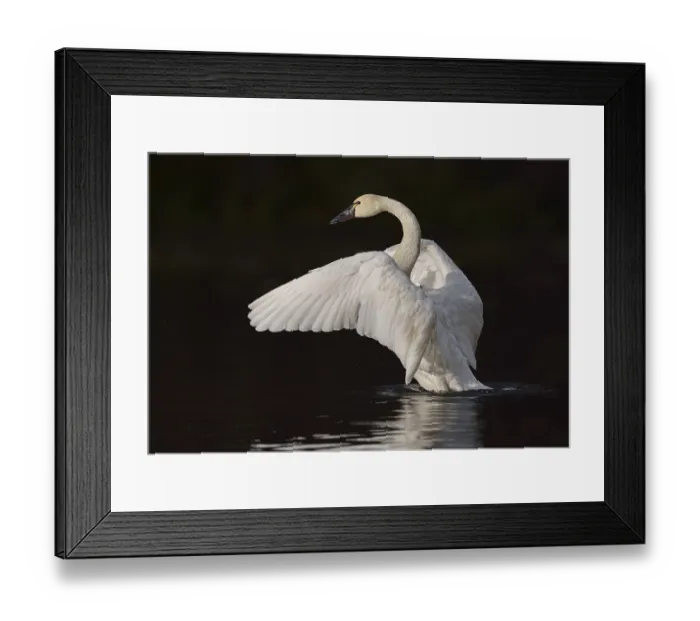 Framed Print : Tundra Swan (Cygnus columbianus)