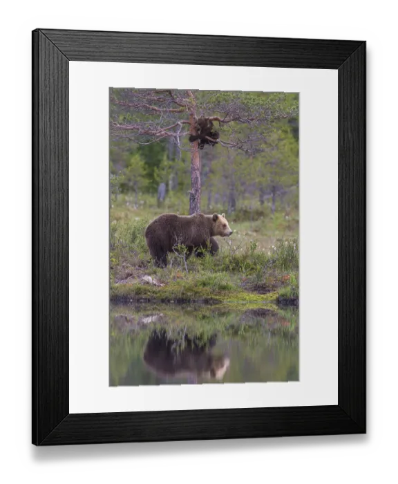 Framed Print : Eurasian Brown Bear (Ursus arctos) mother with cub Framed Print : Eurasian Brown Bear (Ursus arctos) mother with cub