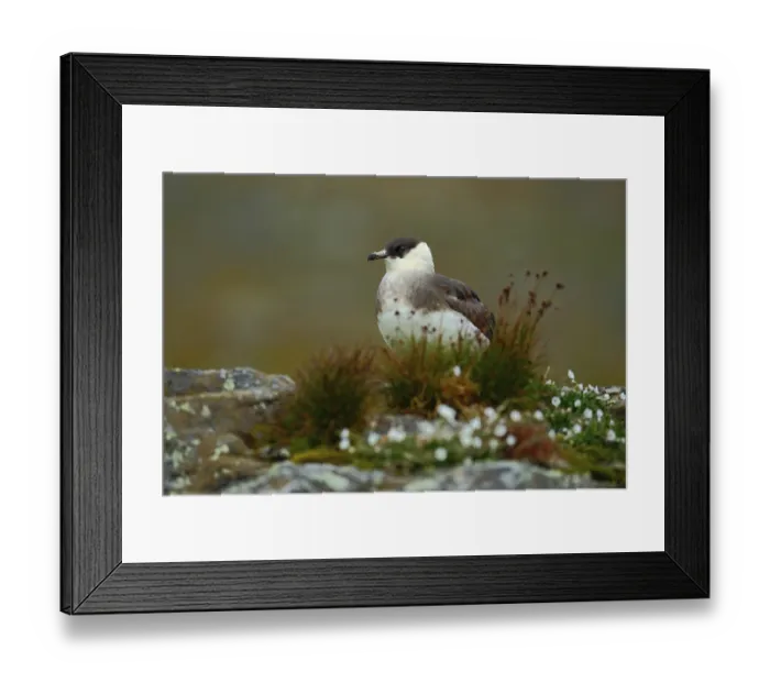 Framed Print : Arctic Fox, Vulpes lagopus, two young