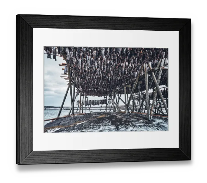 Framed Print : Drying flakes with stockfish cod fish in winter
