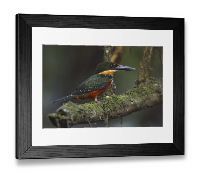 Framed Print : Green-and-rufous Kingfisher (Chloroceryle inda)