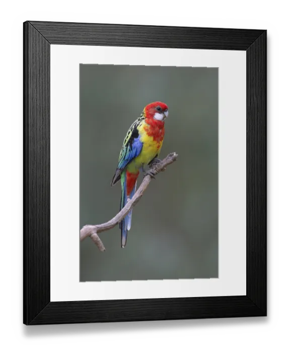 Framed Print : Eastern Rosella (Platycercus eximius) female