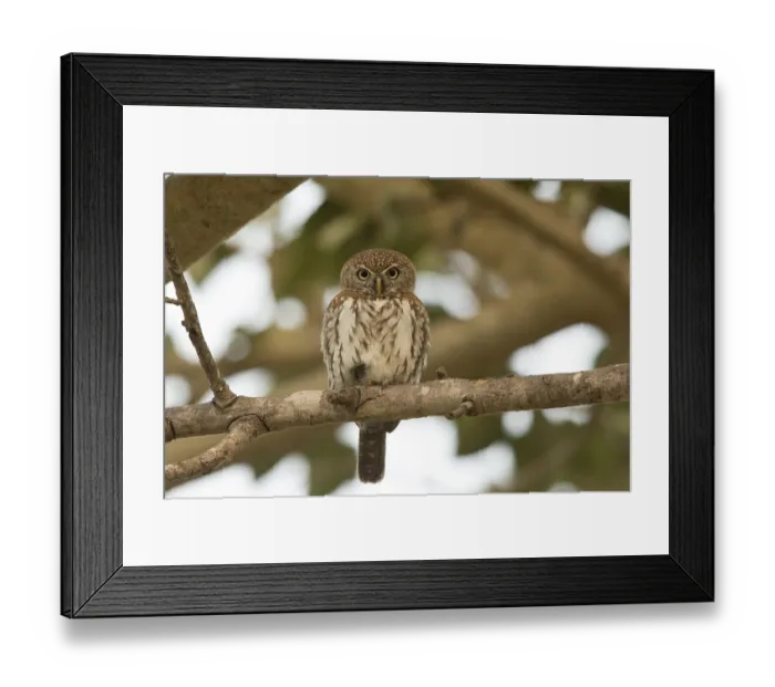 Framed Print : Pearl-spotted Owlet (Glaucidium perlatum)