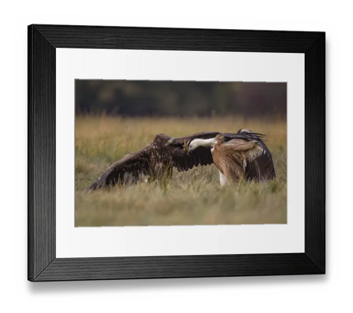 Framed Print : White-tailed Eagle & Griffon Vulture (Haliaeetus albicilla & Gyps fulvus) wrangling
