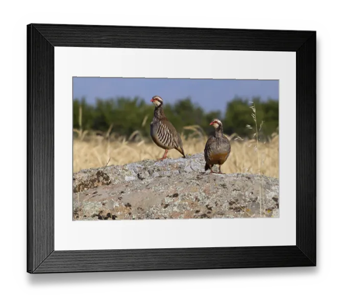 Framed Print : Red-legged Partridge (Alectoris rufa) Framed Print : Red-legged Partridge (Alectoris rufa)