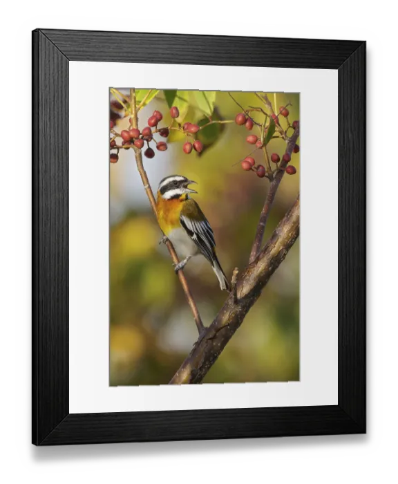 Framed Print : Western Spindalis (Spindalis zena) perched on a branch in Cuba