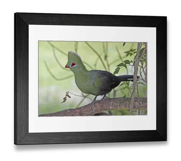Framed Print : Knysna Turaco (Tauraco corythaix)
