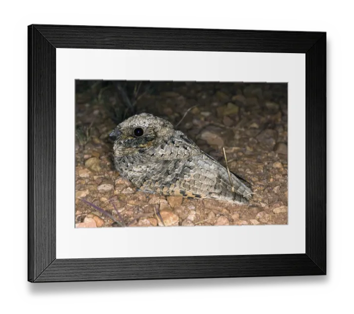 Framed Print : Common Poorwill Phalaenoptilus nuttallii Elgin Framed Print : Common Poorwill Phalaenoptilus nuttallii Elgin