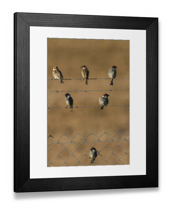 Framed Print : Spanish Sparrow (Passer hispaniolensis) males
