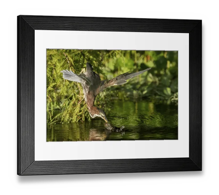 Framed Print : Green Heron (Butorides virescens) Framed Print : Green Heron (Butorides virescens)