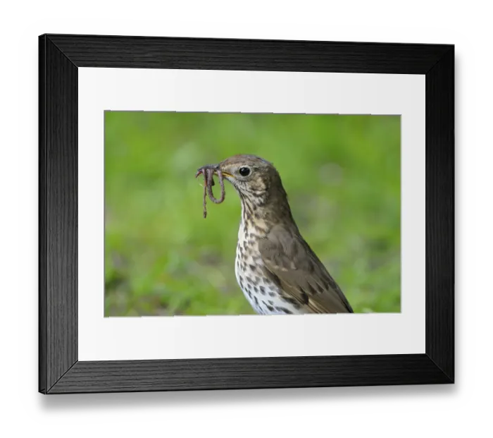 Framed Print : Singdrossel (Turdus philomelos) Framed Print : Singdrossel (Turdus philomelos)
