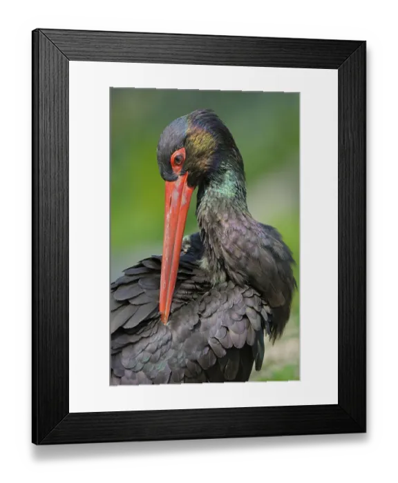 Framed Print : Schwarzstorch (Ciconia nigra), Black Storck