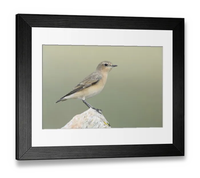 Framed Print : Northern Wheatear (Oenanthe oenanthe) female