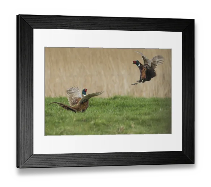 Framed Print : Common Pheasant (Phasianus colchicus) fighting males during courtship