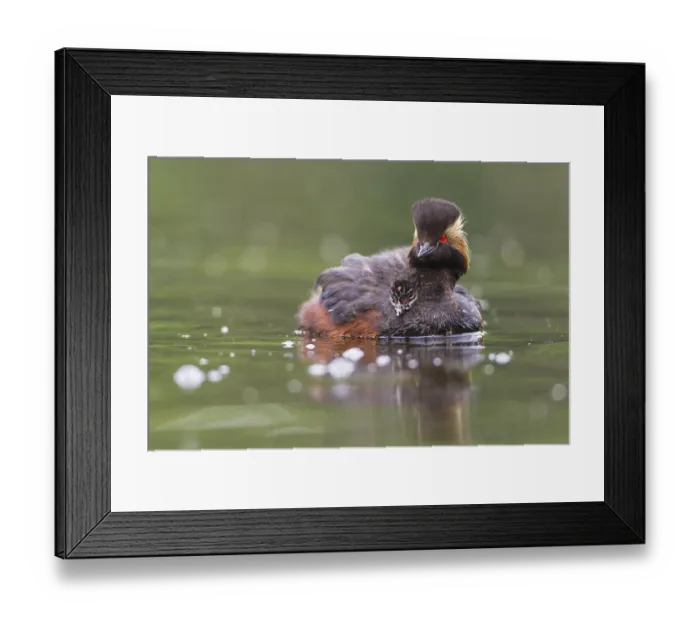 Framed Print : Podiceps nigricollis Framed Print : Podiceps nigricollis