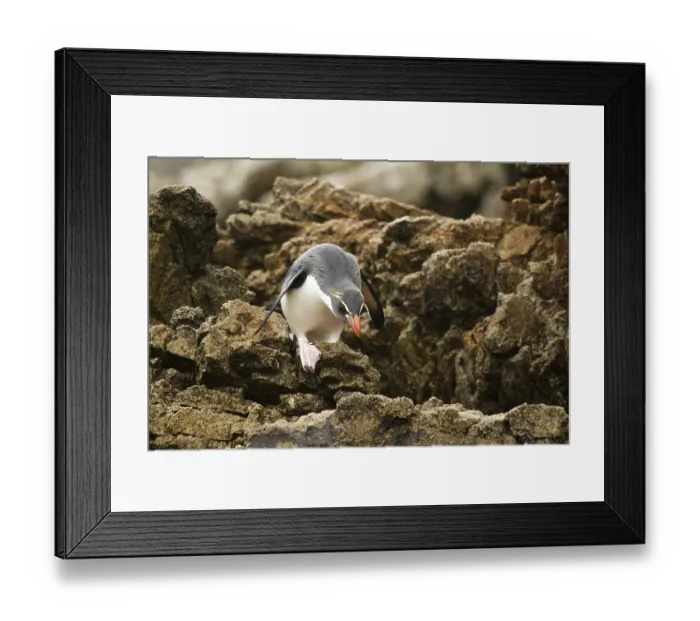 Framed Print : Snares Penguin (Eudyptes robustus)