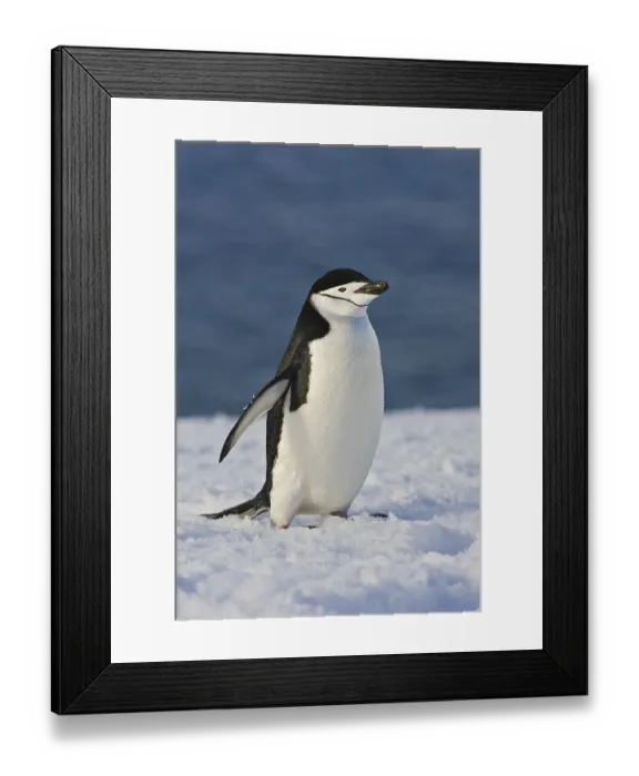 Framed Print : Chinstrap Penguin (Pygoscelis antarcticus) Framed Print : Chinstrap Penguin (Pygoscelis antarcticus)
