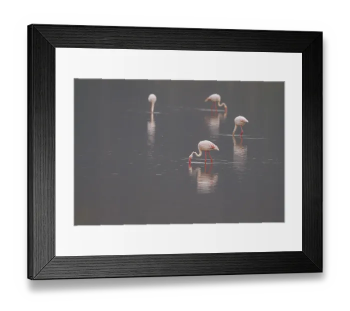 Framed Print : Greater Flamingo (Phoenicopterus roseus) foraging