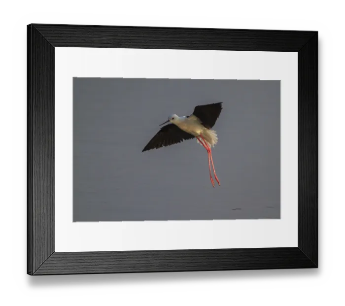 Framed Print : Black-winged Stilt (Himantopus himantopus) flying